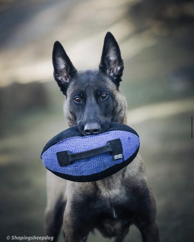 Ringo 