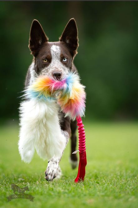 Hovedbilde Elastisk blekksprutkampis i saueskinn/fuskepels