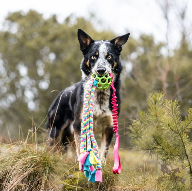 Hovedbilde Elastisk Hol-ee blekksprutkampis M