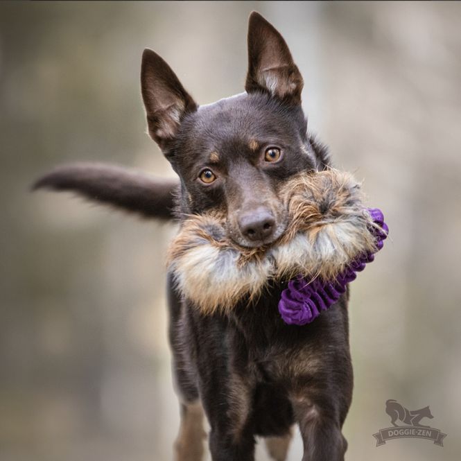 Hovedbilde Elastisk fickkampis rev