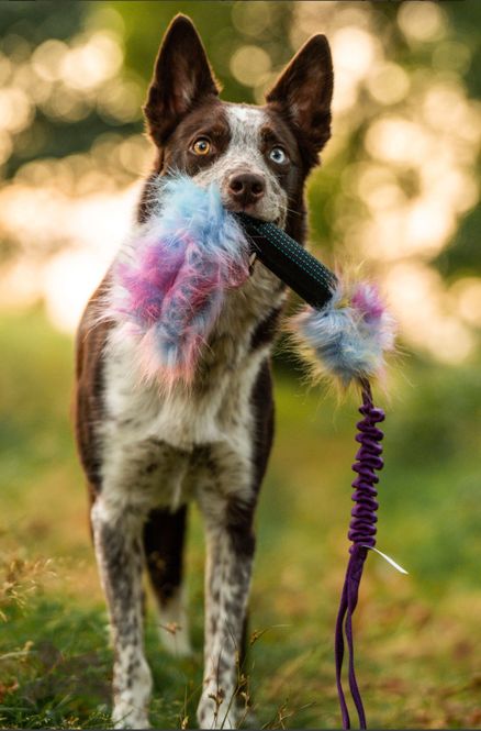 Hovedbilde Elastisk pipslangebelønningskampis med knitrelyd 