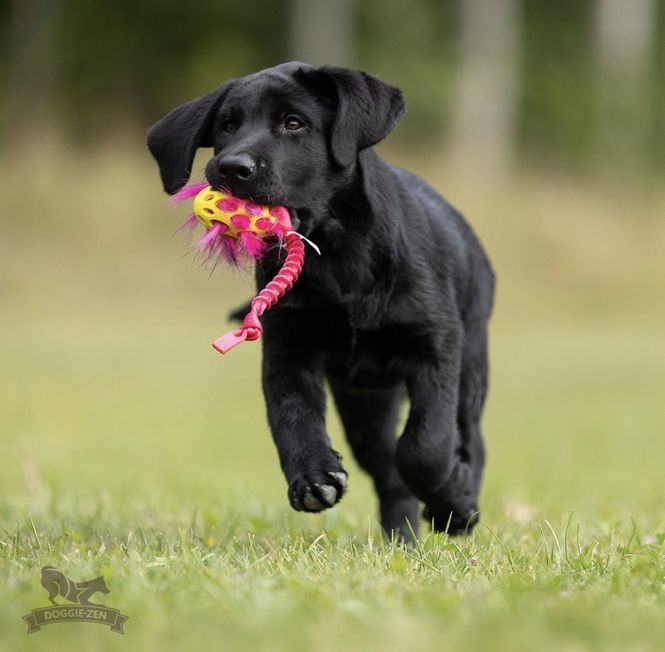 Hovedbilde Elastisk knutekampis med Hol-ee Football xs + ...