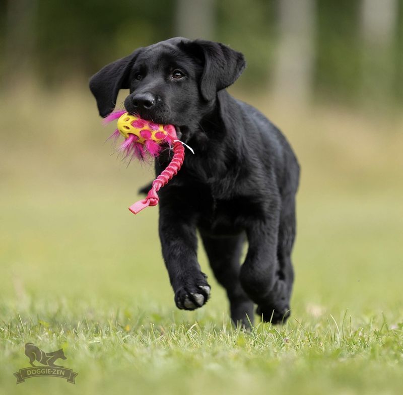 Elastisk knutekampis med Hol-ee Football xs + fuskepelsfylling