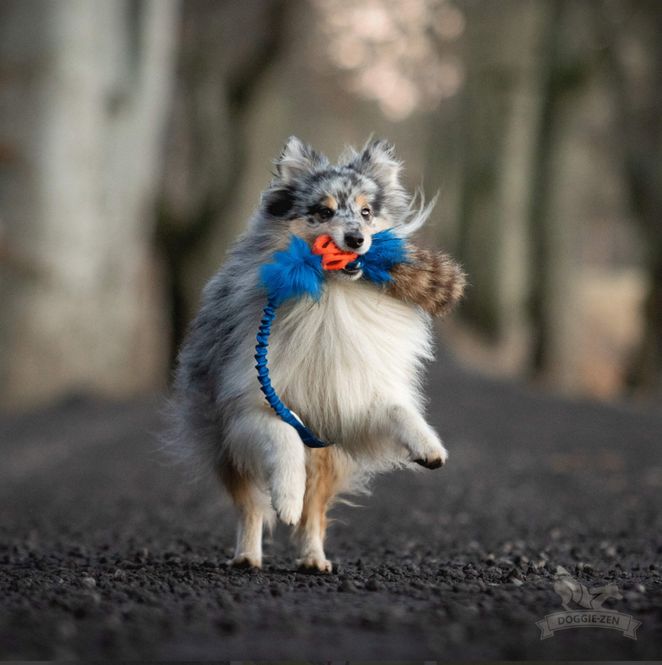 Hovedbilde Elastisk Chuckit Air-kampis S med vaskebjørnhale