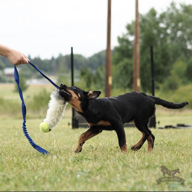 Hovedbilde Elastisk fårskinnsjagarkampis L med KONG Air ...